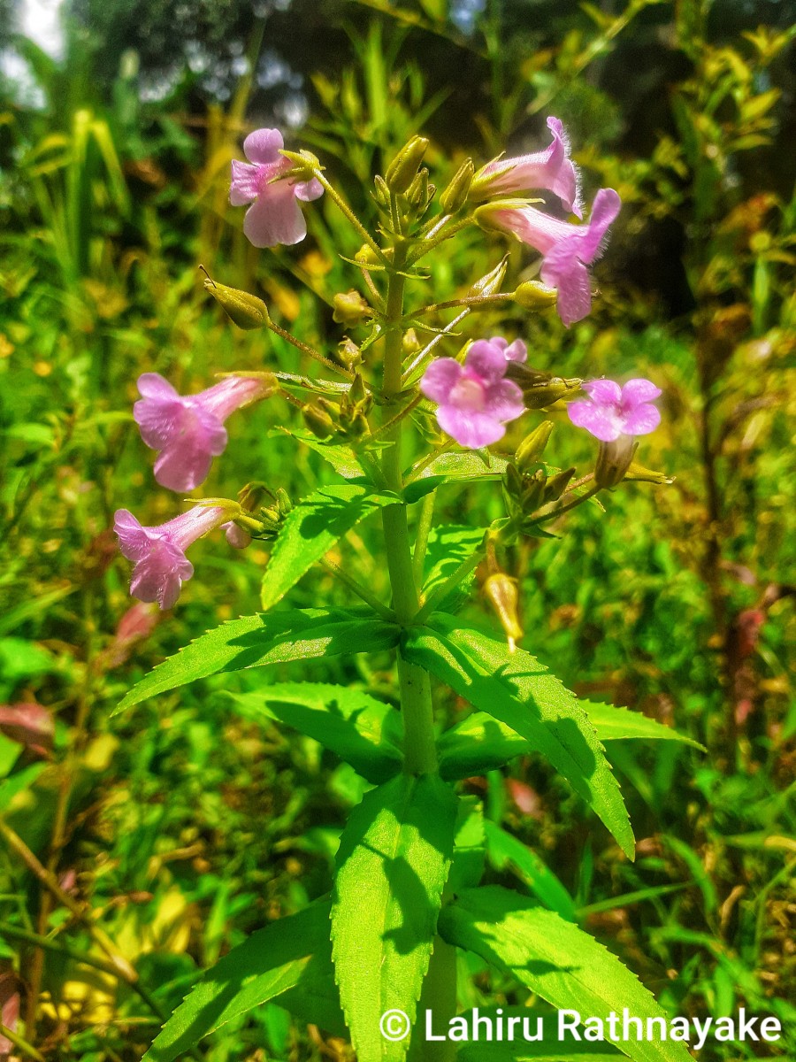 Limnophila aromatica (Lam.) Merr.